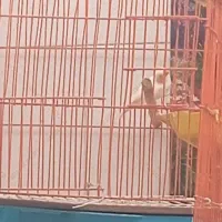 فنچ نر
