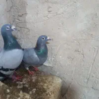 2جفت کفتر ساده سرخ وخال وسبزالمانی