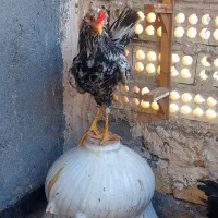 اردک