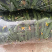 خیار خیارشوری