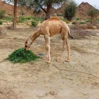 فروش ۸نفرشترسندی با۸تابچه شتر ودوتابچه  شترنر