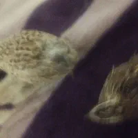 بلدر چین سالم و سرحال