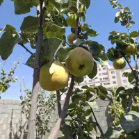 فروش باغ