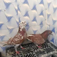 کفتر سرخ پرشی