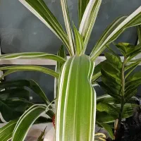 سوسن عنکبوتی ابلق