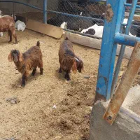 جفت بزغاله ماده