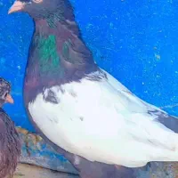 کبوتر|پرنده|فسا, |دیوار