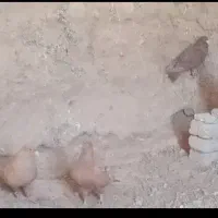 سرخ و زرد فروشی