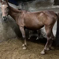 اسب مادیان کرد