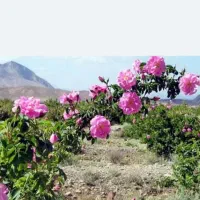 گلاب|حراج|مشهد, رستگار|دیوار