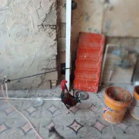 خروس عربی