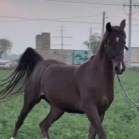 مادیان پایه