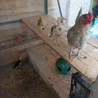 مرغ گلین با جوجه