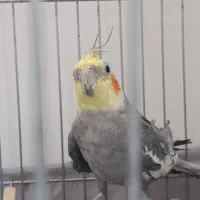 عروس هلندی نر بالغ مست