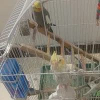فروش عروس هلندی نر سخنگو ماده ارمنی