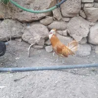 تخم مرغ پولند و بوقلمون نطفه دار