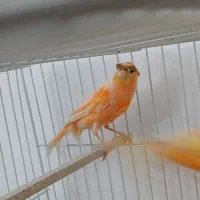قناری ماده سرخ کاکلی آماده آماده