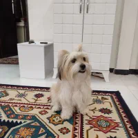 سگ پاکوتاه خانگی