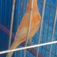 قناری|پرنده|باغ بهادران, |دیوار