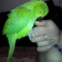 چراغ جلو تیبا2