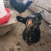 مرغ و خروس گلین پنگوینی