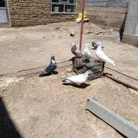 کبوتر پرشی