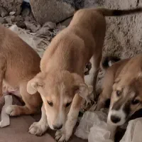 توله سگ دو ماهه