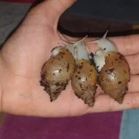 حلزون آلبینو فقط دونه ۲۰تومن