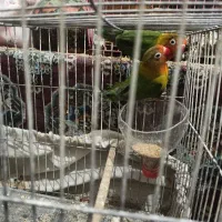 کوتوله فیشر6تا 3500