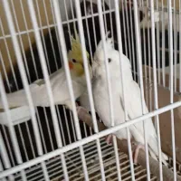 طوطی عروس نروماده ۳بارجوجه داده