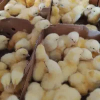 جوجه گوشتی 3روزه