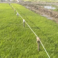 نشا برنج