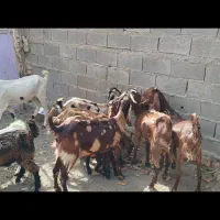 بز ماده و نر همه باهم یکجا میفروشم با گستر معاوضه