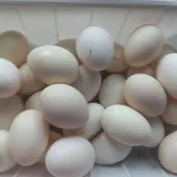 تخم مرغ گلین