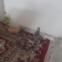 کفتر