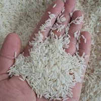 برنج طارم هاشمی درجه یک