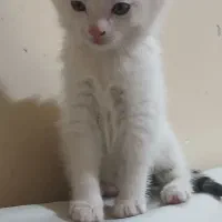 بچه گربه