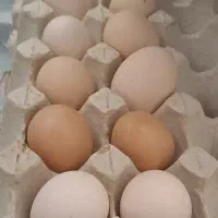 تخم مرغ محلی