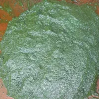 درار سبز محلی