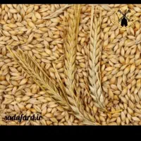 فروش جو بذری ویلما.سرآرود..وگندم