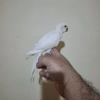 راهب|پرنده|تهران, هاشمی|دیوار