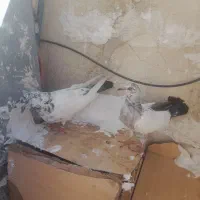 کفتر