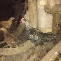 جوجه خروس محلی