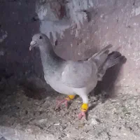 کفتر|پرنده|منجیل, |دیوار