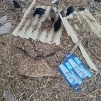 تعداد40عددجوجه20روزه و تعدادی سه روزه بفروش میرسد
