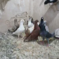 ماده کفتر بوم