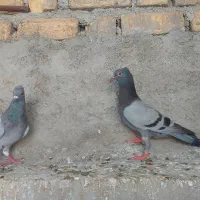 کبوتر