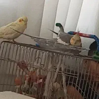پرنده بالغ