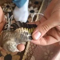 نر وماده جوجه سهره تک