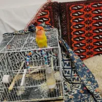 طوطی کوتوله